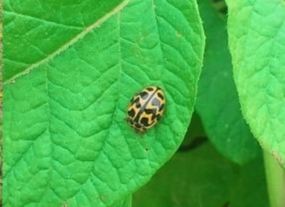 A batch of southern ladybirds was released as biological control agents in a potato crop on an organic farm in mid-Canterbury.