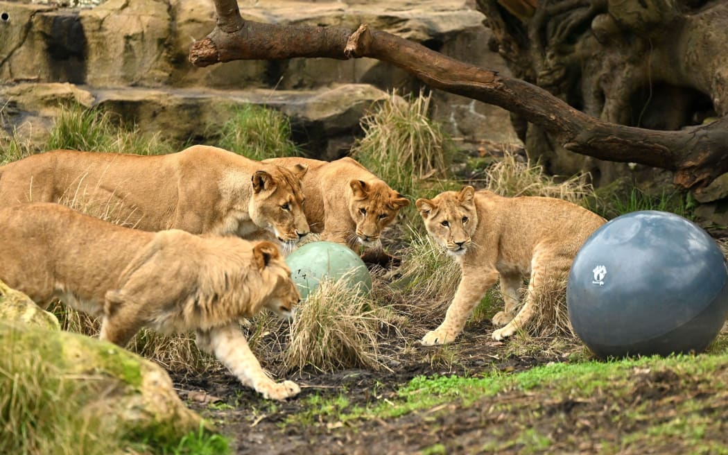 Lions contained after escaping enclosure at Sydney #39 s Taronga Zoo RNZ News