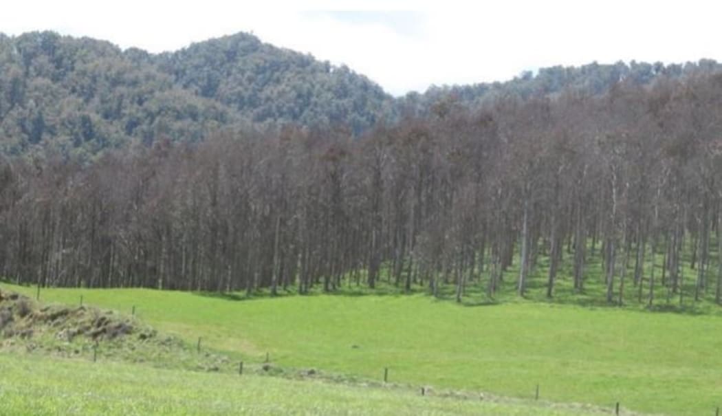 A Eucalyptus nitens plantation in the central North Island following more than
12 years of repeated defoliation from Paropsis charybdis.