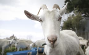 Goats from the farm of Kaikoura Cheese.