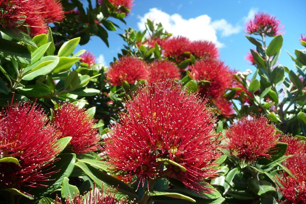 Metrosideros excelsa (pohutukawa). Sumner, Christchurch. Photo: Â© Murray Dawson