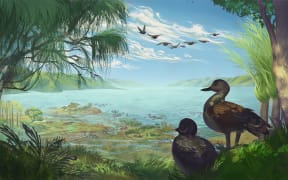 An artist’s impression of Catriona’s shelduck, a new species of large duck (Aves: Anatidae) from the Miocene of New Zealand
