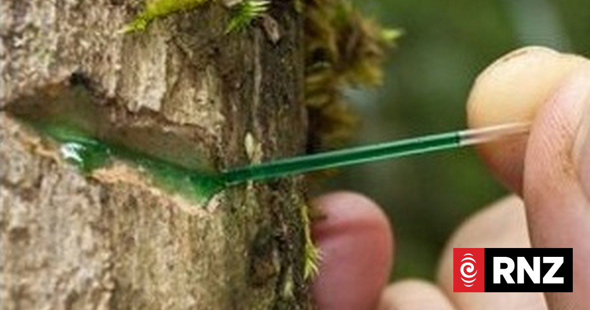 Agromining: Farming of metal-extracting trees and plants could replace ...