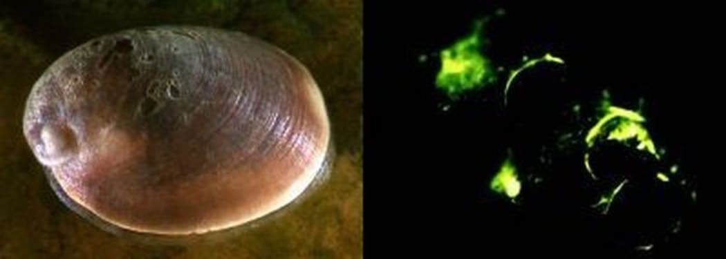 The shell of luminescent limpets is paua-shaped and thicker than that of other freshwater limpets found in New Zealand.