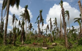 A resident of the town of Jaro builds his house next to destroyed coconut trees, 15 million of them blew down in the typhoon.