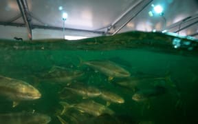 Kingfish in the recirculating aquaculture system at the Northland Marine Research Centre.