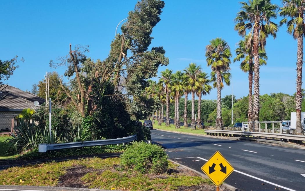 A tree dangles over Te Irirangi Road in Auckland's East Tamaki following a tornado on 9 April.