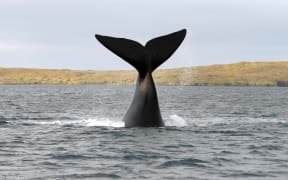 A southern right whale tail slapping in Port Ross, Auckland islands.