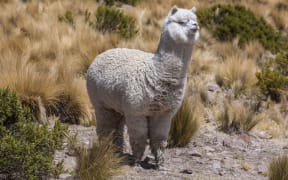 Tourists paid up to $4000 for alpaca rugs which were flogged off as New Zealand made when they were not.