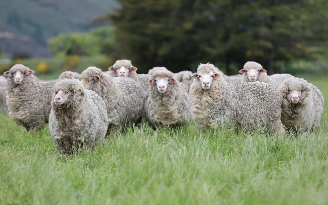Only 37 of Lloyd Faulkner's 146 ewes have lambs, a loss that is expected to cost him at least $14,000.