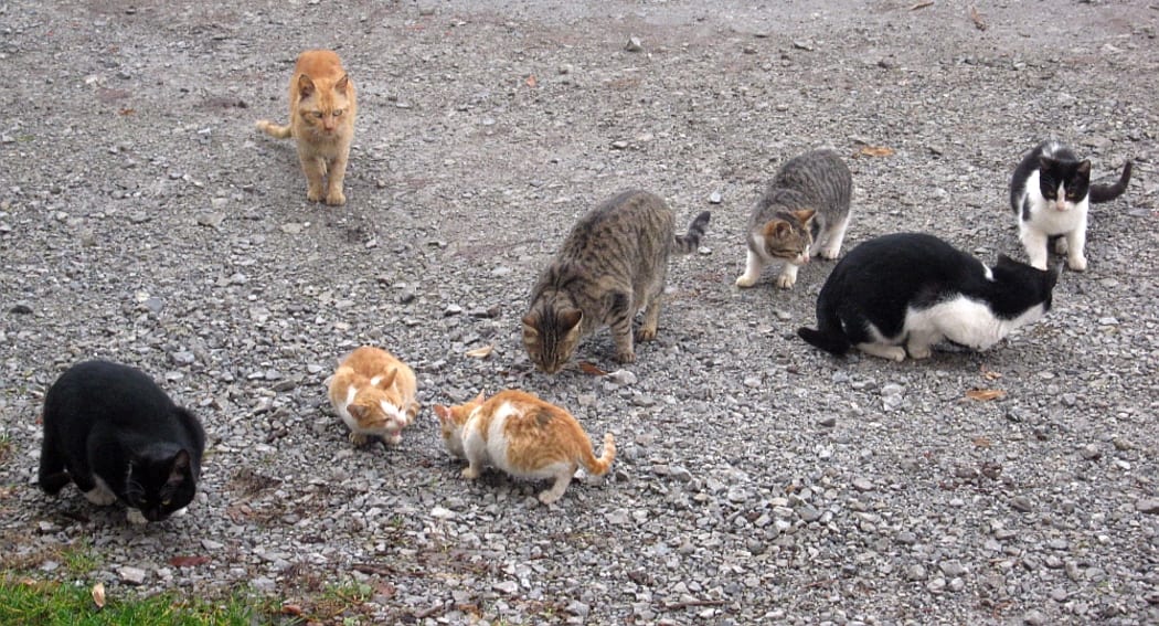 we-need-to-talk-about-feral-cats-rnz