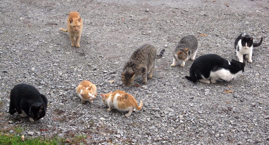 australian-researchers-say-feral-cats-are-an-ecological-disaster