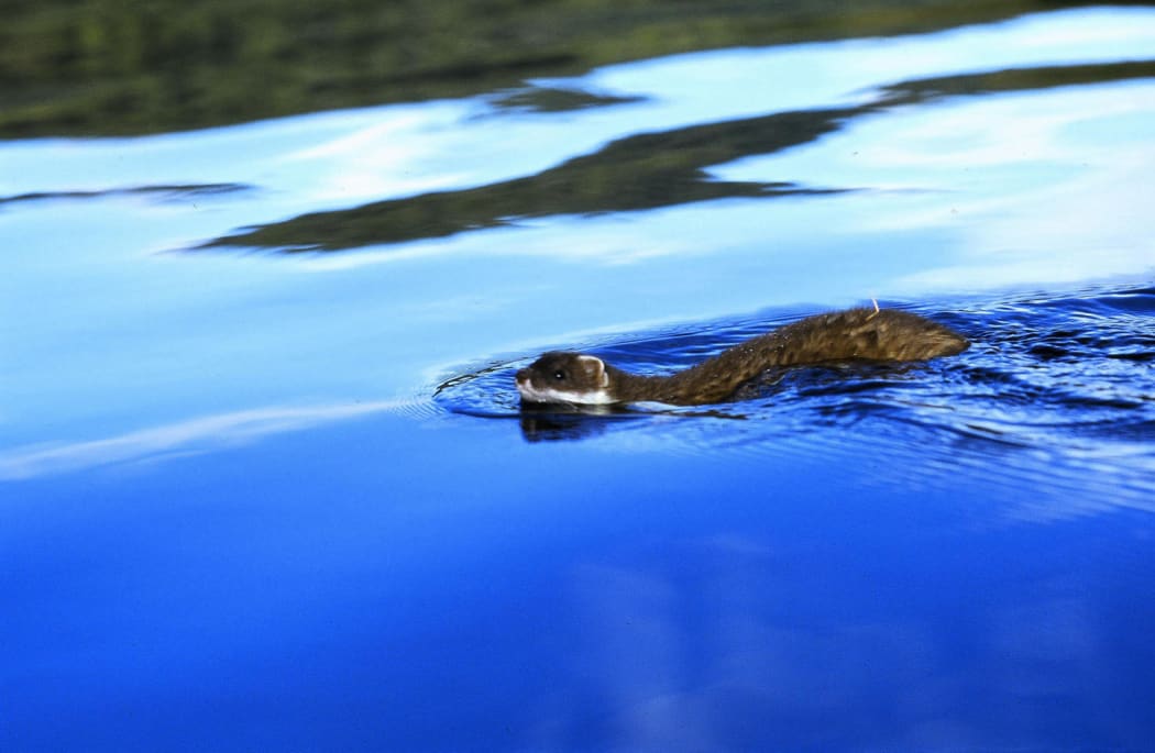 “Stoat swimming”
Stoats pose significant threats as predators of native wildlife. 
(Photo: Peter Morrin).