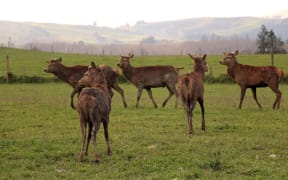 Stags on a South Canterbury farm.