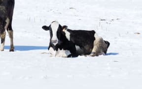 A dairy cow in the snow in winter