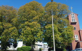 Protected lime trees in Christchurch.