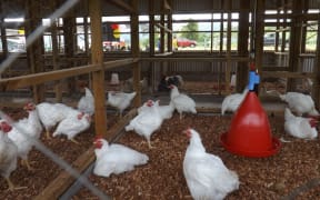 Samoa Chicken Breeding Farm