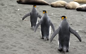 King penguins pass elephant seals on Macquarie Island