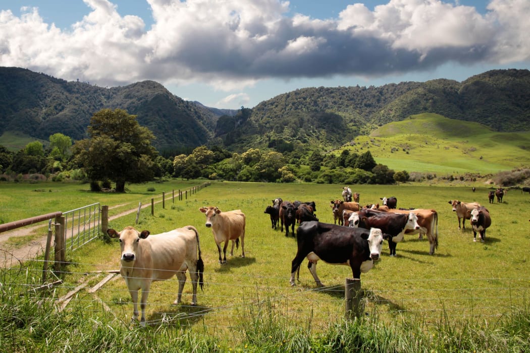 12638243 - cows on pasture near rotorua, new zealand
