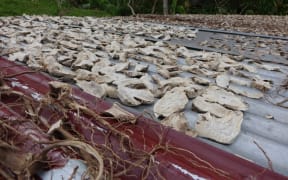 Every kava grower on Taveuni had their kava out drying after Cyclone Winston.