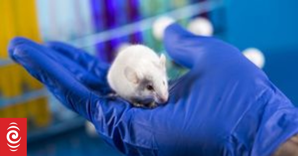 Lab mice Drug researchers lost in the maze RNZ