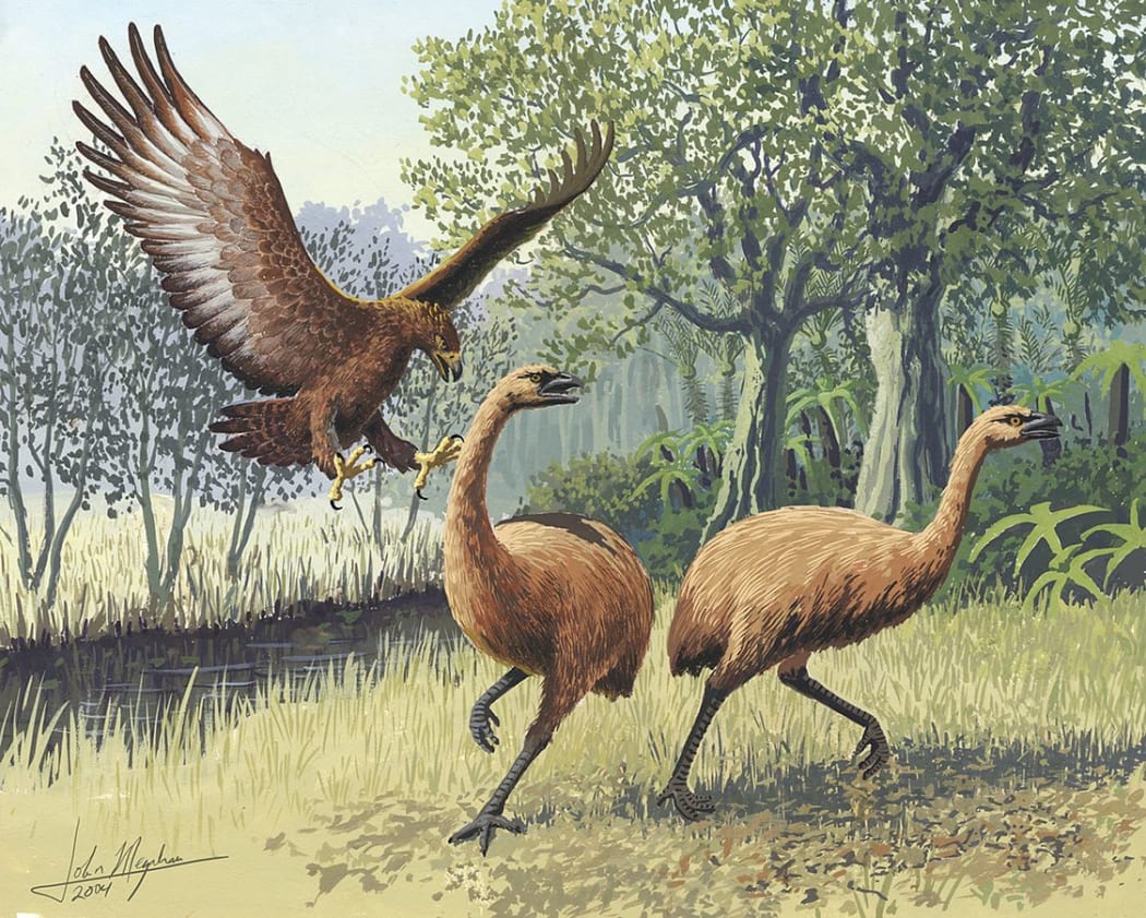 An artist's rendition of a Haast’s eagle attacking moa.