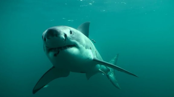 Great White Sharks | A Gallery from Nine To Noon | RNZ National