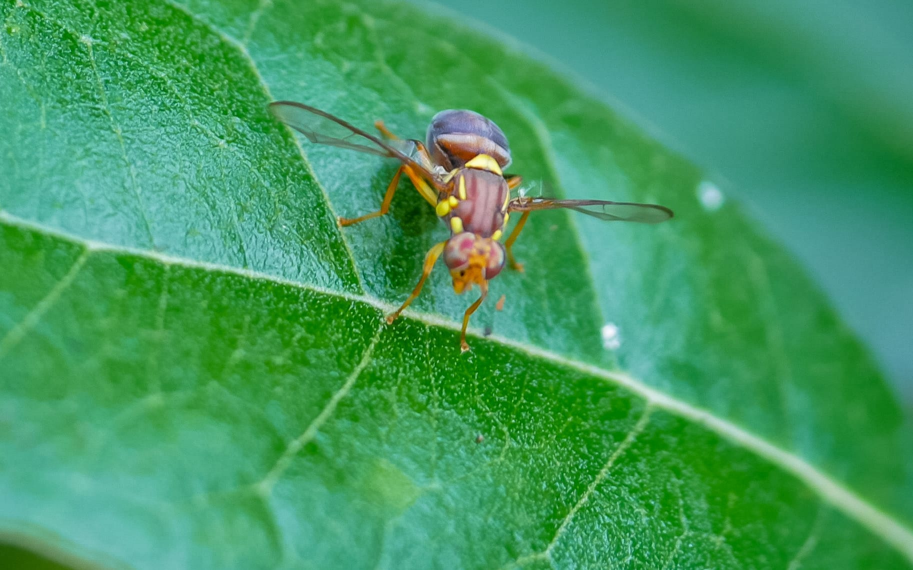 close up shot of a queensland fruit fly on a feijoa leaf. The qld fruit fly is a serious agricultural pest causing millions of dollars of damage every year
