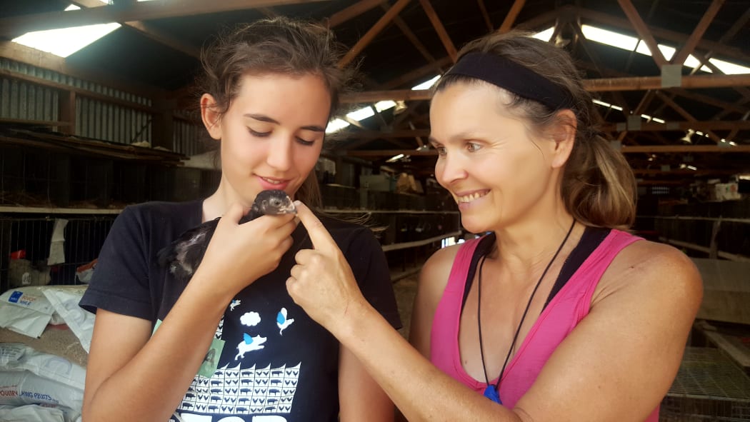 Poultry area volunteers Louisa Young (right) and 14-year-old science student Hana Sinclair nurse baby rooster Goose, one of the hundreds of animals being cared for at the Richmond showgrounds.