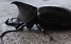 rhinoceros beetle