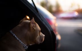 Faithful dog sitting in a car and looking to sunshine