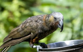 The kaka, a native New Zealand parrot, is classified as nationally vulnerable (as at February 2016).
