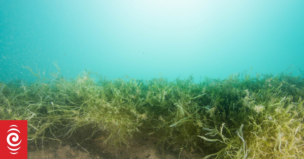 Caulerpa invasive seaweed threat spreading - what you need to know - Vimarsana News