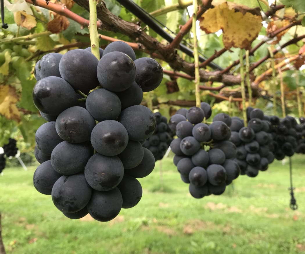 Growing for Gold Japanese Budou grapes thrive in Hawke's Bay RNZ