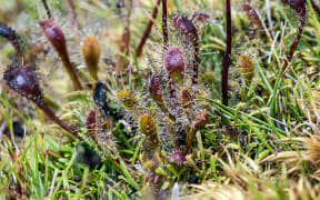 The carnivorous Sundew plant, Drosera  Stenopetala