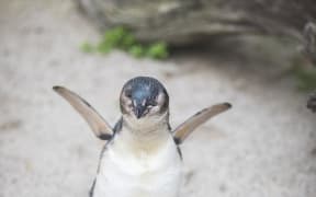 Captain won National Aquarium of New Zealand's Penguin of the Year.