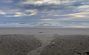 Residents were walking dogs along Wainui beach about 7.30am today, prior to alert messages telling people to stay away from the water.
