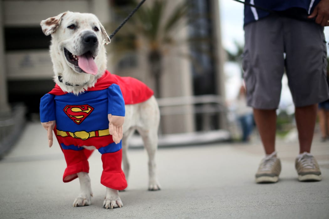SAN DIEGO, CA - JULY 19: Beckham the dog sports a Superman costume during Comic Con on July 19, 2013 in San Diego, California. The Comic Con International Convention is the world's largest comic and entertainment event and hosts celebrity movie panels, a trade floor with comic book, science fiction and action film-related booths, as well as artist workshops and movie premieres.   Sandy Huffaker/Getty Images/AFP (Photo by Sandy Huffaker / GETTY IMAGES NORTH AMERICA / Getty Images via AFP)