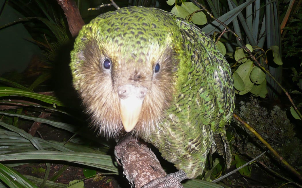 There are only 125 kakapo left.