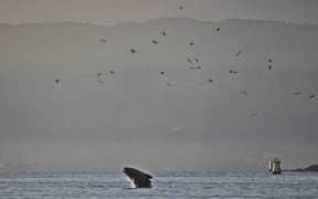The Southern Right Whale in Wellington Harbour