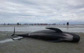 One of the hundreds of whales that died after beaching.