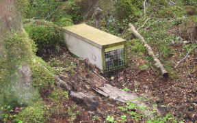 Stoat and rat trap on the Kepler Track