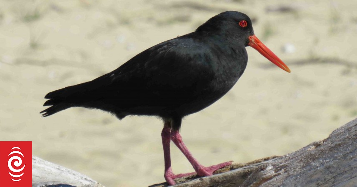 Rare wading birds counted at record numbers in Christchurch estuary ...