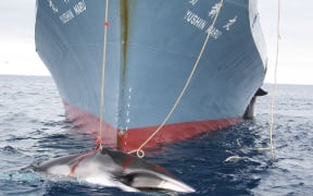 A whale is dragged on board a Japanese ship after being harpooned in Antarctic waters.