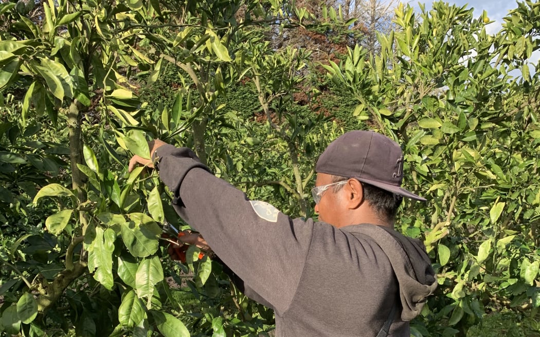 An i-Kiribati RSE worker at Matakana.