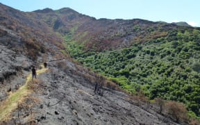 Port Hills fire damage: Ohinetahi Bush Reserve