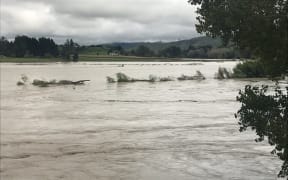 Paddocks of maize inundated by the Wairoa River