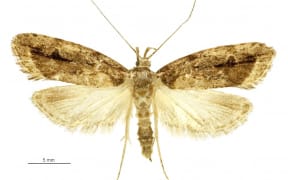 The lichen tuft moth