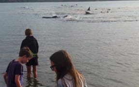 Local children, from left, Michael, Ben and Annabel Akroyd watch a pod of whales in Ohiwa Harbour.