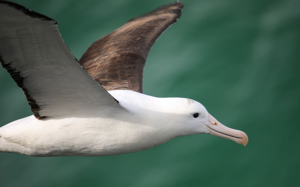 Vista de cerca del albatros real del norte en vuelo, Cabo Taiaroa, Península de Otago.